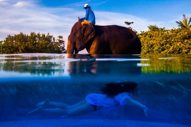 elephant swimming photography