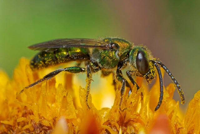 Green-Bee