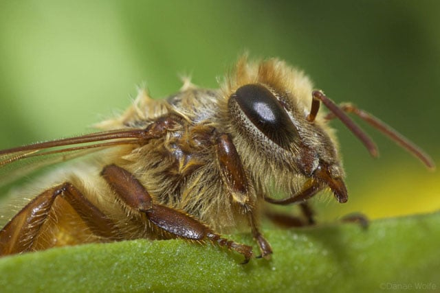 reverse lens macro