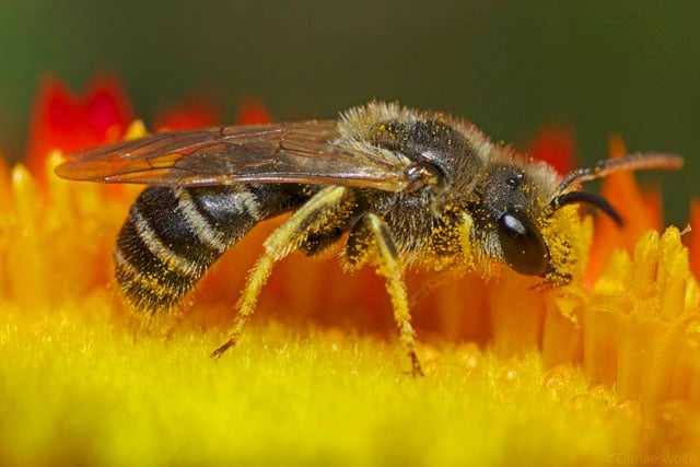 Sweat-Bee