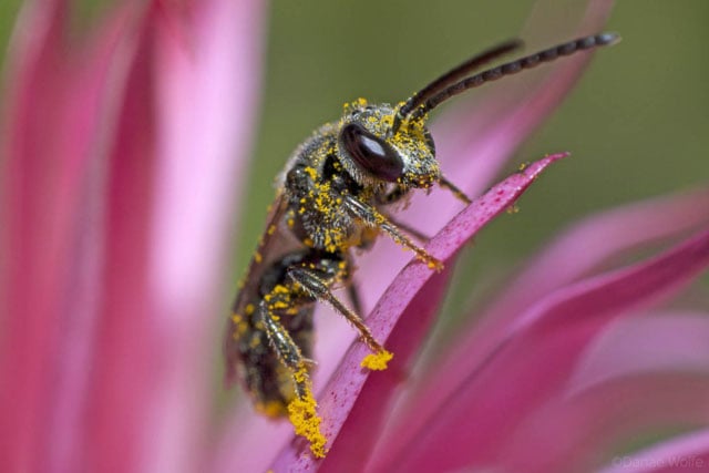 Sweat-Bee2-1024x683