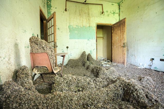 In Queens, a population of pigeons has inhabited an abandoned ward at Creedmoor State Hospital  for decades. Dropping stalagmites accrue under popular roosts on the top floor.