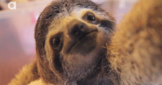 Baby Sloth Grabs Camera and Poses for Selfies | PetaPixel