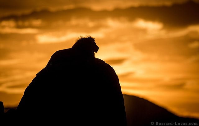 Lion at Sunset