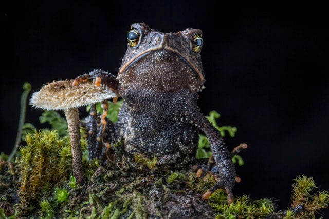 The Cuchumatan Golden Toad, Incilius aurarius, from the Cuchumatanes mountains of Guatemala, found during a search for lost salamanders. This species was only discovered as recently as 2012.