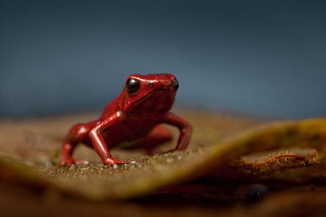 An Andes Poison Dart Frog, Ranitomeya opisthomelas, in the ChocÛ rainforest.