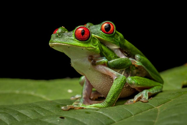 Red-eyed Treefrogs, Agalychnis calidryas, in amplexus in the Osa Peninsula.