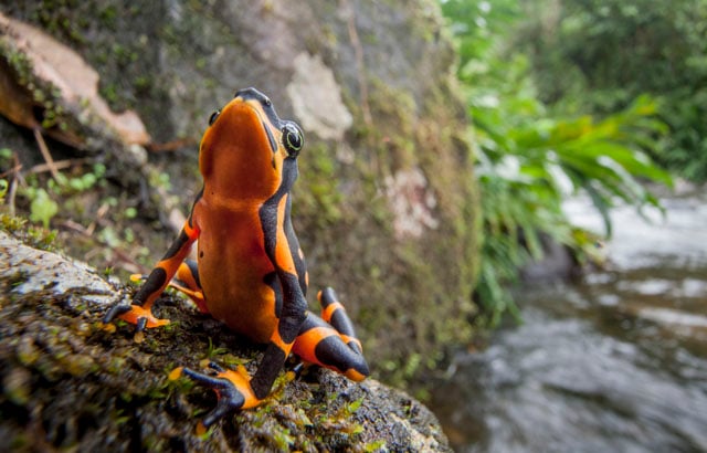 Variable Harlequin Frog, Atelopus varius, a critically endangered species that was feared extinct before being rediscovered in 2003.