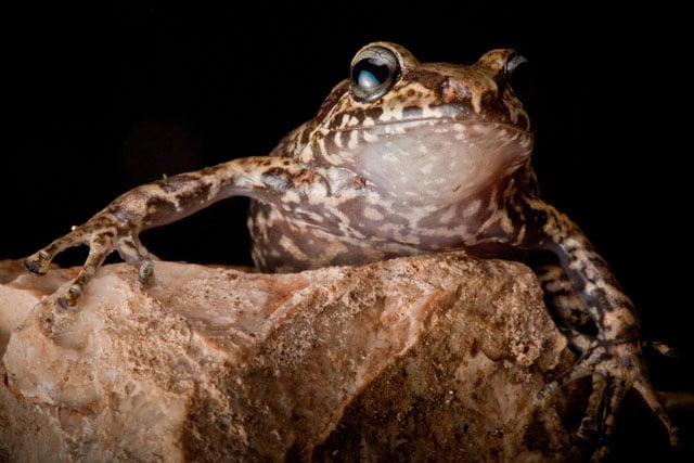 La Hotte Glanded Frog, Eleutherodactylus glandulifer, a critically endangered species on the Massif de la Hotte. Rediscovered after almost 20 years in 2010.