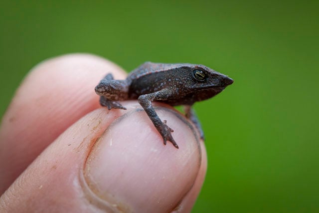 A new species of beaked toad - later dubbed the "Monty Burns Toad" on account of its similarity to the nefarious villain in the Simpsons - found in the Choco of Colombia whilst searching for a lost species.