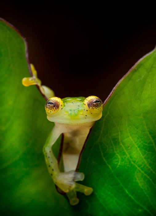 A glass frog, Hyalinobatrachium ruedai, peers through a leaf in the Choco of Colombia as we search for lost frogs.