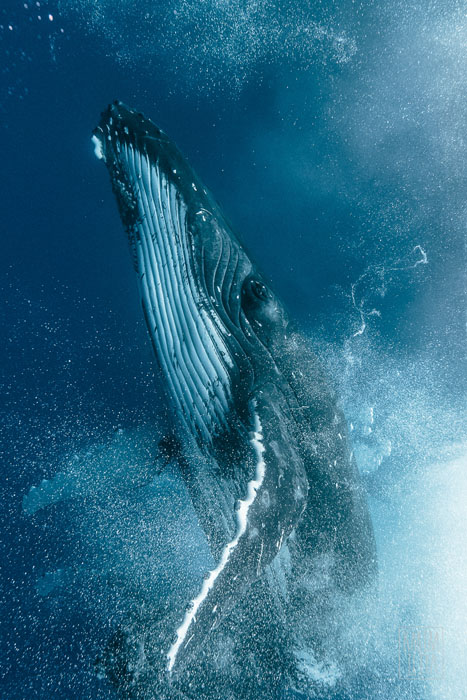 KARIM_ILIYA_WHALE_00003