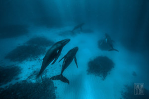 Photographer Captures a Humpback Whale Fight Up Close | PetaPixel