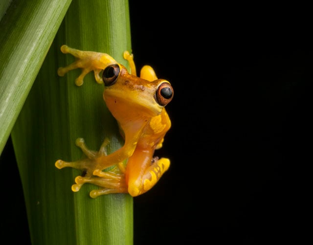 An Hourglass Frog, Dendropsophus ebraccatus,  on a blade of grass in the Osa Peninsula.