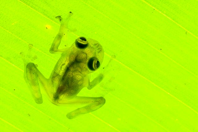 Reticulated Glass Frog, Hyalinobatrachium valerioi, on a leaf in the Osa Peninsula. Glass frogs are so-named because of their virtually transparent skin.