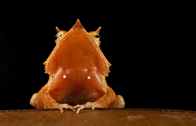 Finalist, BBC Wildlife Photographer of the Year 2012. Honorable Mention, FotoWeek DC Natural History Portfolio 2011. Eyelash frog, Ceratobatrachus guentheri, on a leaf