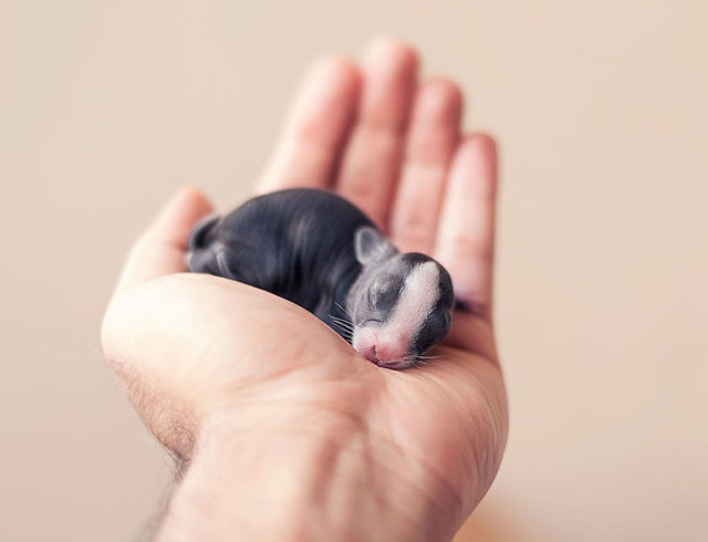 1 week store old baby bunnies