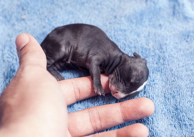 pictures of newborn baby bunnies