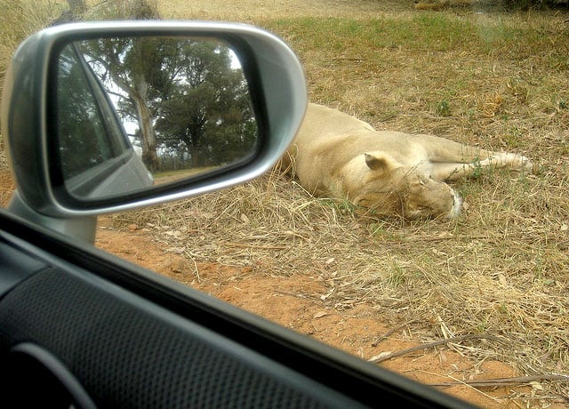 lioncar