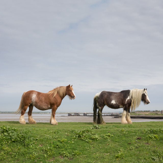 Horses by the Thames, Hoo Peninsula.