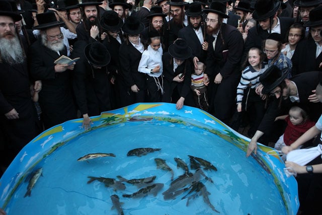 Orthodox Jews have a service called Ditch where they pray and use fish in the atonement for their sins.