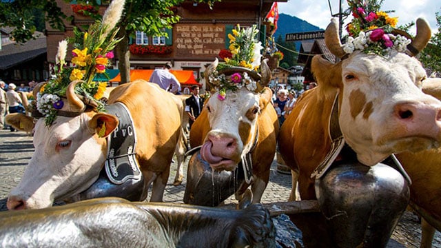 Decked-out cows on parade in Gstaad, Switzerland.