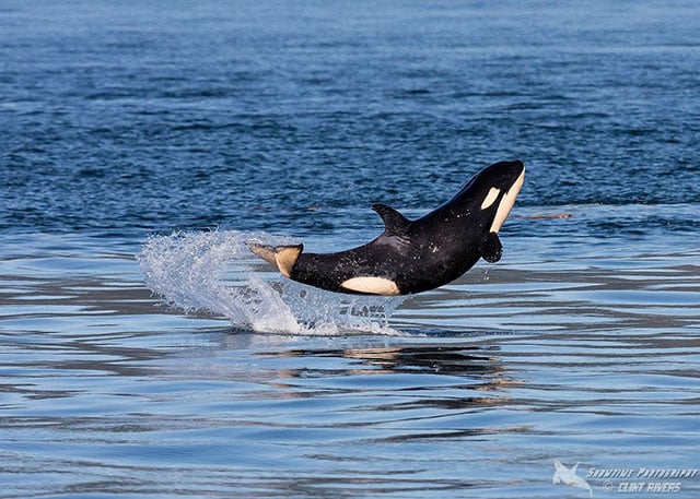 baby orca underwater