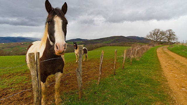 Horses in a meadow, Beaujolais, France.