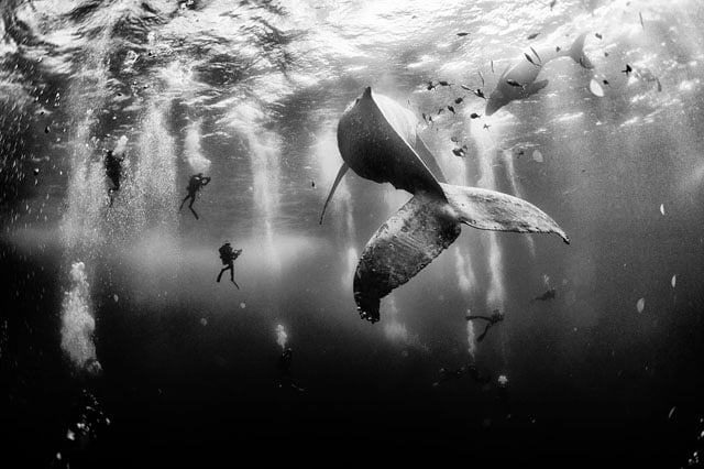 Photo and caption by Anuar Patjane Floriuk/National Geographic Traveler Photo Contest. Diving with a humpback whale and her newborn calf while they cruise around Roca Partida ... in the Revillagigedo [Islands], Mexico. This is an outstanding and unique place full of pelagic life, so we need to accelerate the incorporation of the islands into UNESCO as [a] natural heritage site in order to increase the protection of the islands against the prevailing illegal fishing corporations and big-game fishing.