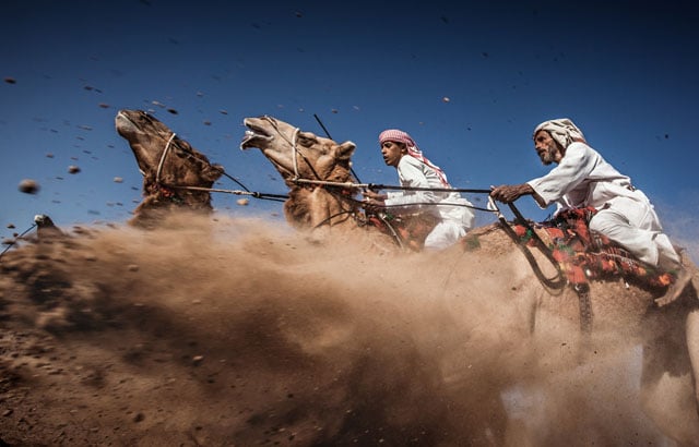 Photo and caption by Ahmed Al Toqi /National Geographic Traveler Photo ContestCamel Ardah, as it called in Oman, is one of the traditional styles of camel racing ... between two camels controlled by expert men. The faster camel is the loser ... so they must be running [at] the same speed level in the same track. The main purpose of Ardah is to show the beauty and strength of the Arabian camels and the riders' skills. Ardah [is] considered one of the most risky situations, since always the camels reactions are unpredictable [and] it may get wild and jump [toward the] audience.