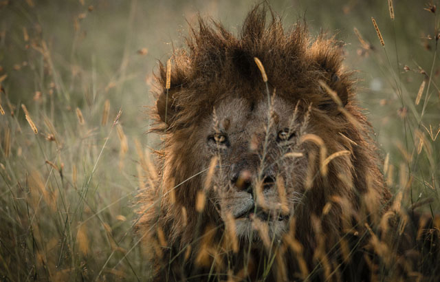 Masai Mara, Kenya