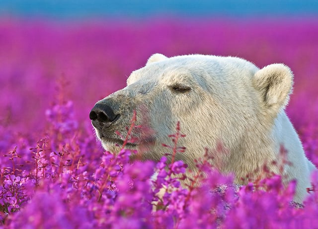 Polar Bear (Ursa maritimus) in fireweed (Epilobium angustifolium