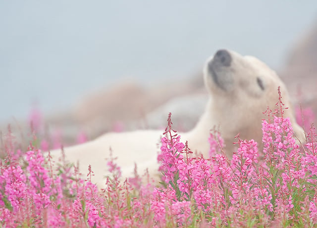 Polar Bear (Ursa maritimus) in fireweed (Epilobium angustifolium