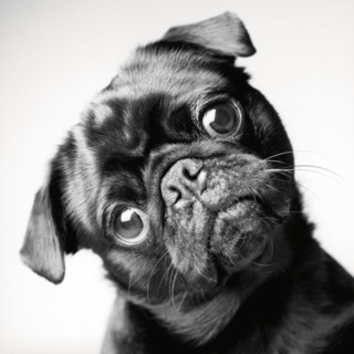 Portraits of the Same Dogs Across Several Years | PetaPixel