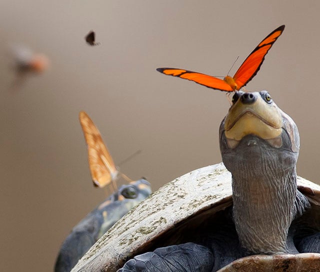 This Photo Shows Butterflies Drinking Turtle Tears | PetaPixel