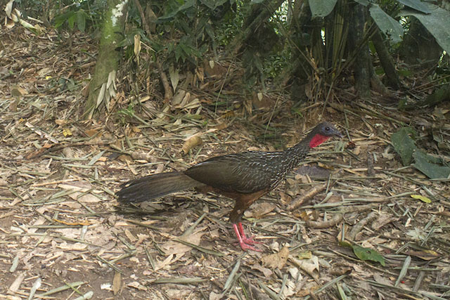 Spix's guan.