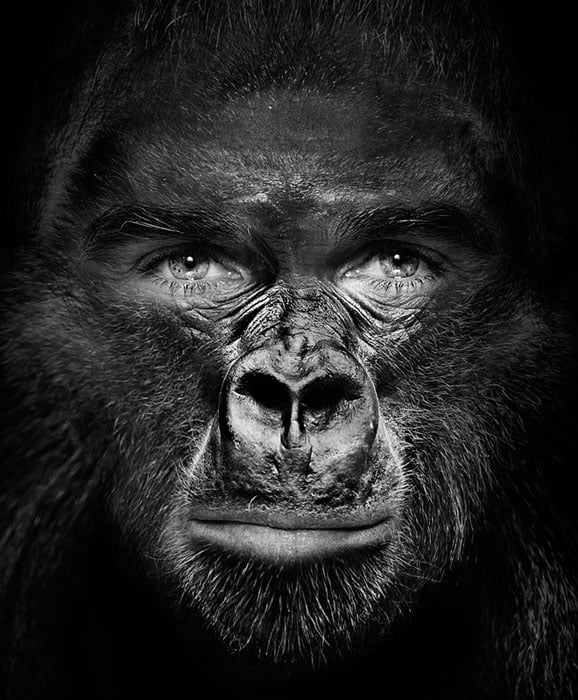 Olivier Pagan, Director Zoo Basel in the style of Albert Watson 