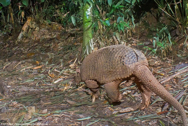 Giant Armadillo