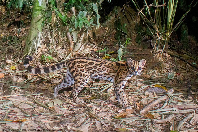 Margay small