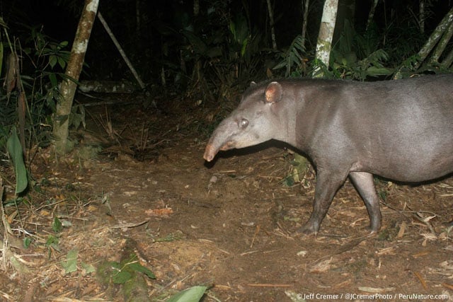 Tapir