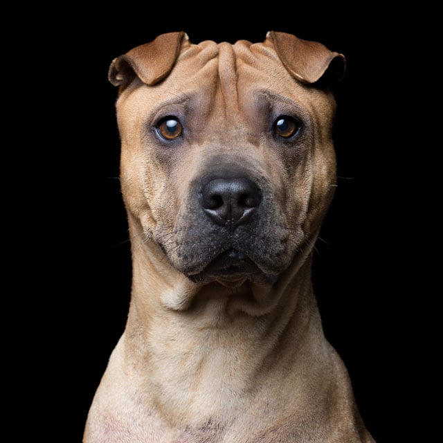 Name+[AgeGender]+(Shar+Pei)+0630