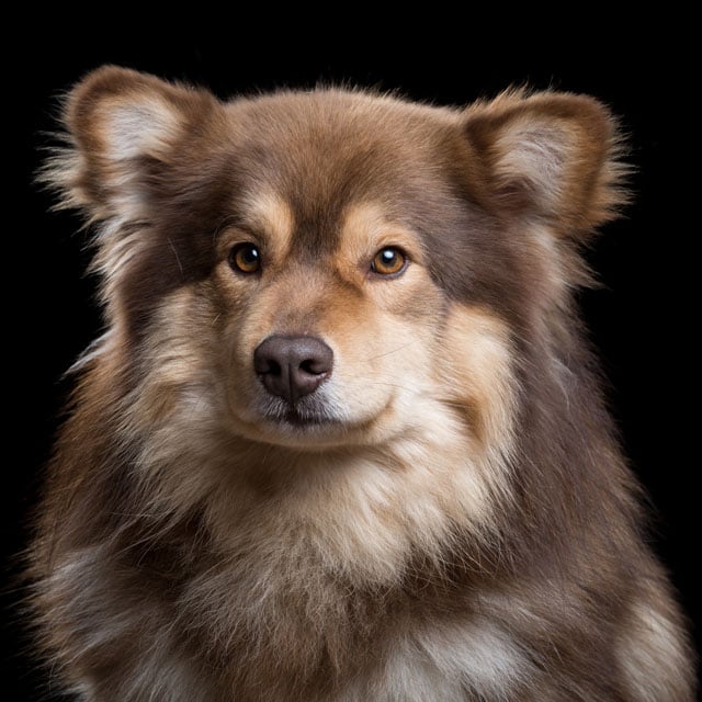 Ocho+[2M]+(Finnish+Lapphund)+315