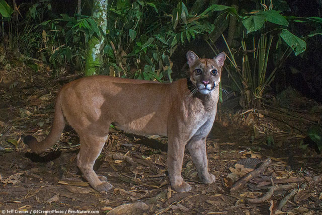 A puma