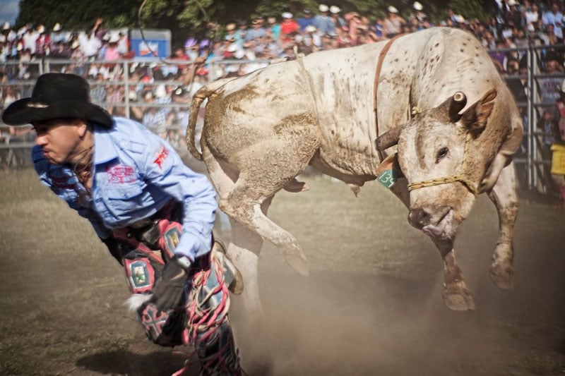 A bull eyes the cowboy on his way down to the dirt at the Newburgh Tierra Caliente Rodeo. Anna Wang/Photographers for Hope