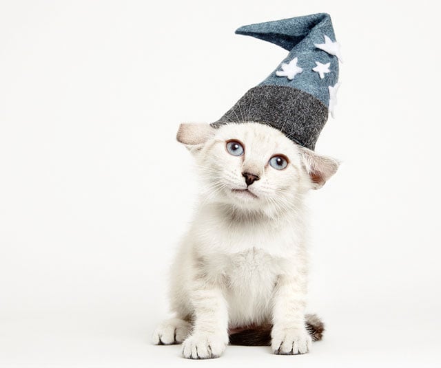 Download Cats in Hats: Costume Portraits for an Animal Rescue