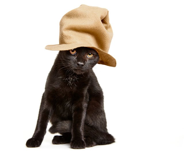 Cats In Hats