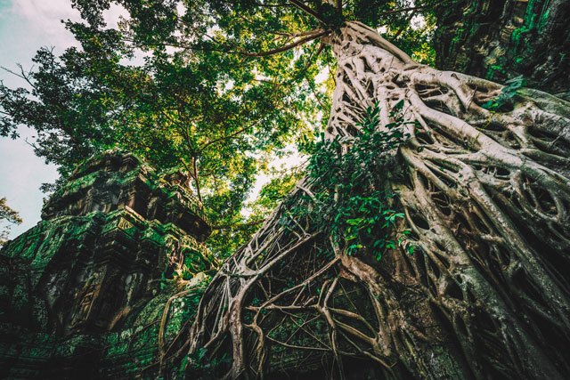 The well known Ta Prohm temple, made famous in the Tomb raider film.