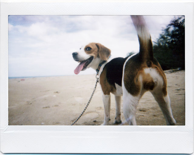 Lomo Instant Wide_Standard Lens (9)