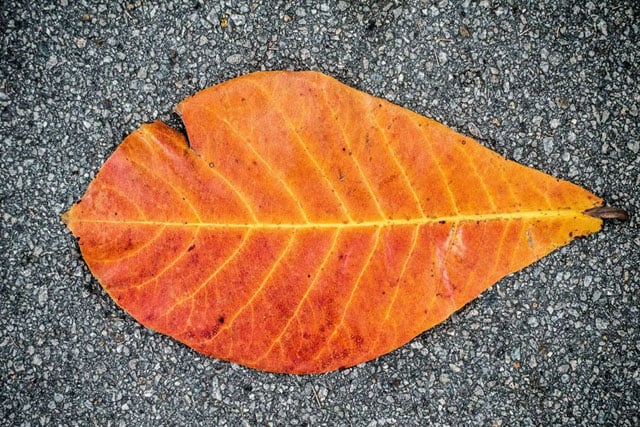 Very little changes to the original RAW file here, I barely touched vibrance and mostly tweaked clarity to make the leaf pop from the pavement.