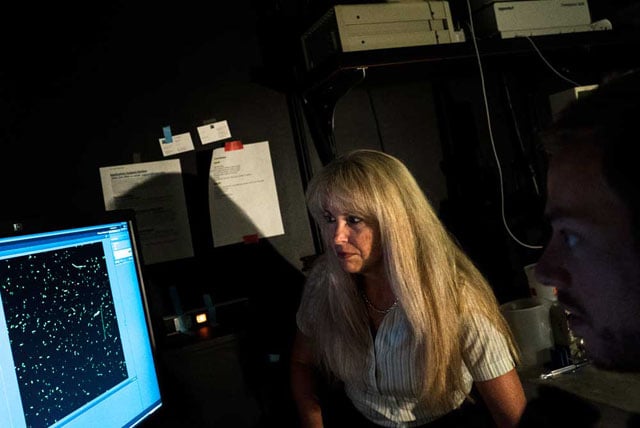 Denise Monack inspects an image of Salmonella Typhi – the causative agent of typhoid fever – to determine whether the bacteria are making a virulence factor required for them to cause disease.